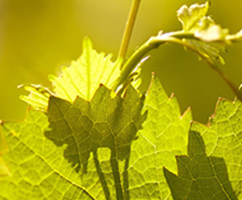 Tasting evening/master class of the Burgundy estate "David Duband"