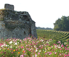 Tasting evening of Château de Fosse-Sèche wines